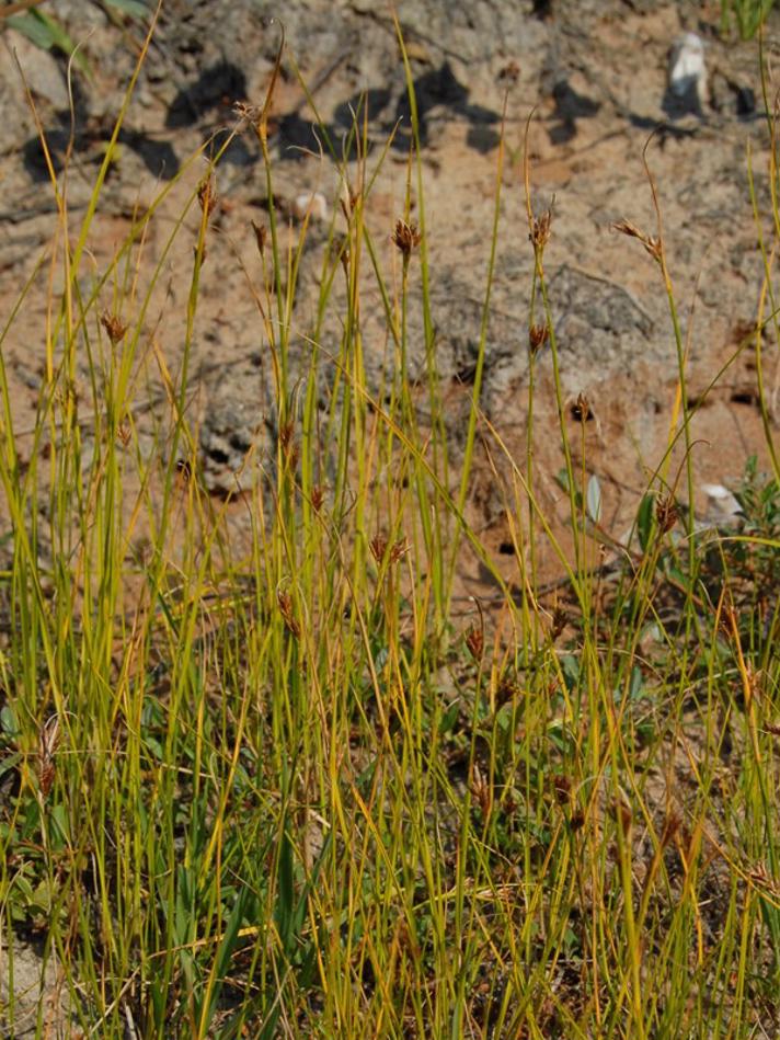 Brun Næbfrø (Rhynchospora fusca)