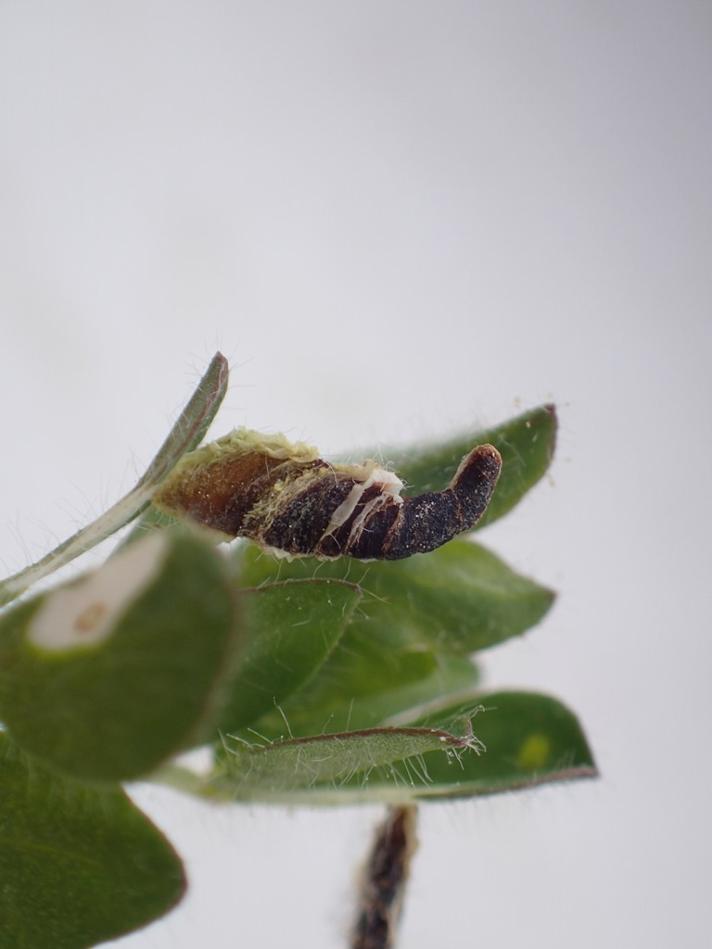 Coleophora discordella (Coleophora discordella)