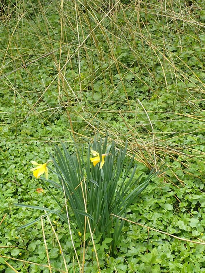 Ægte Påskelilje (Narcissus pseudonarcissus)