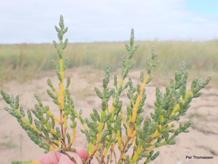 Vade-Salturt (Salicornia dolichostachya ssp. strictissima)