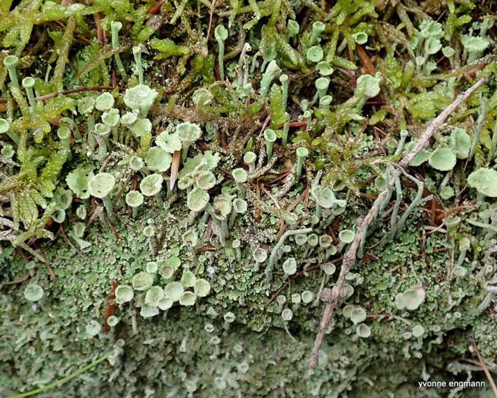 Bleggrøn Bægerlav (Cladonia fimbriata)