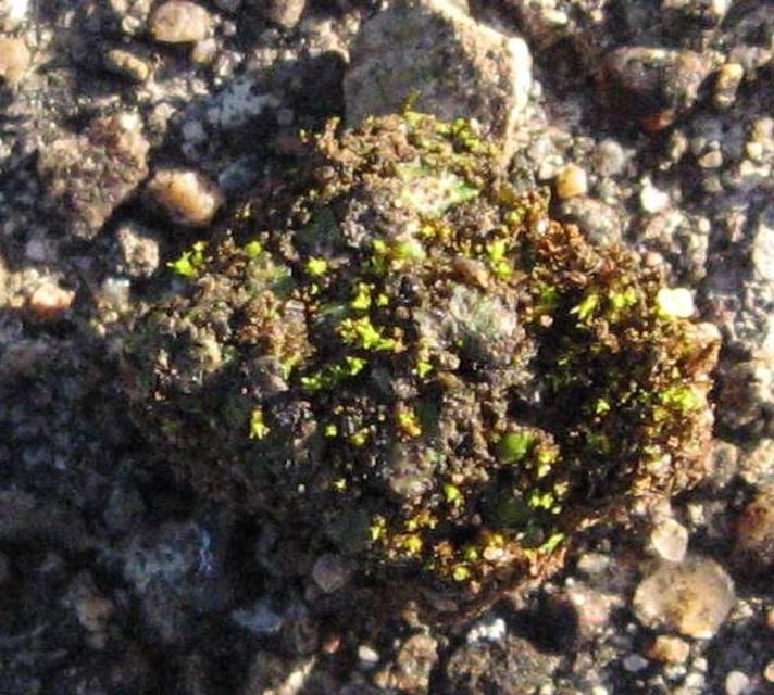 Placidium michelii (Placidium michelii)
