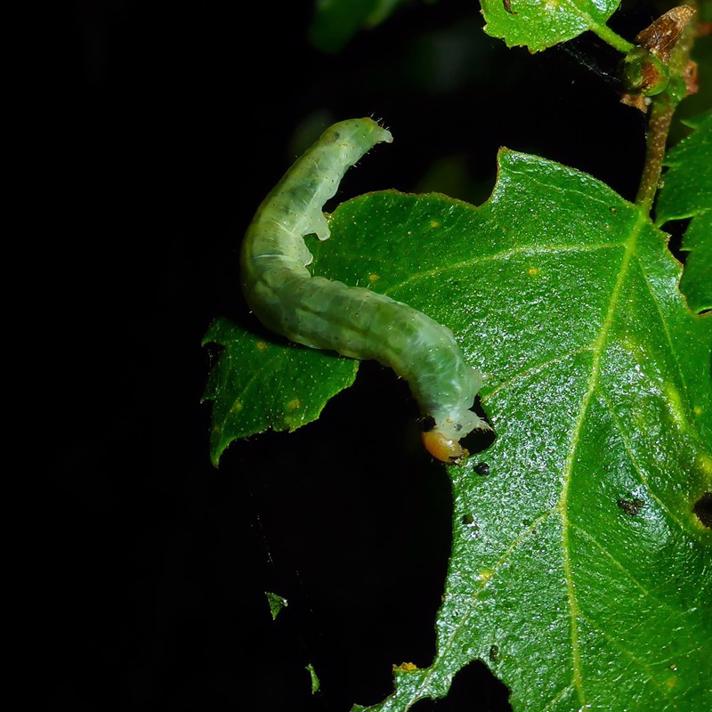Kolon-Uglespinder (Ochropacha duplaris)