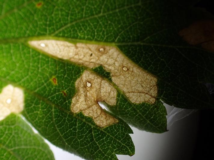 Æblesækmøl (Coleophora hemerobiella)