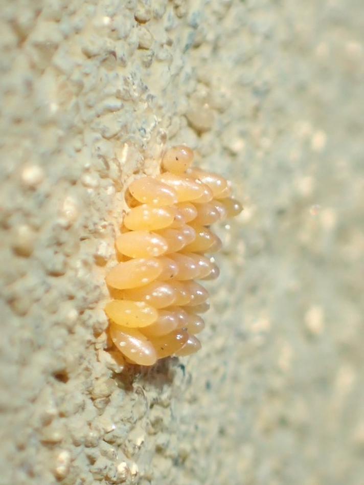 Syvplettet Mariehøne (Coccinella septempunctata)