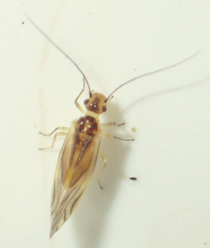 Valenzuela flavidus (Valenzuela flavidus)