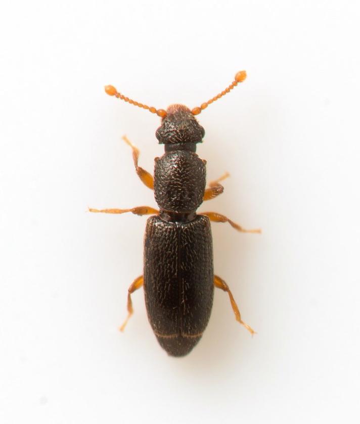 Monotoma longicollis