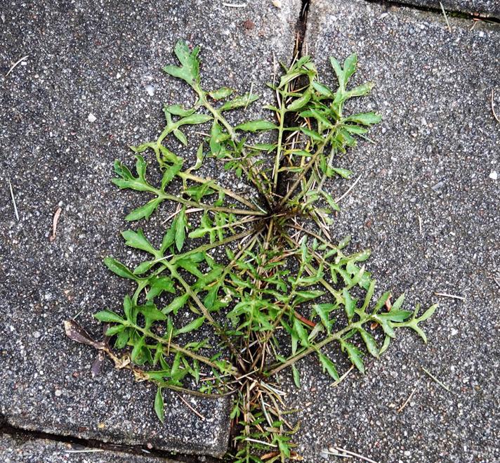 Sandsennep (Diplotaxis tenuifolia)