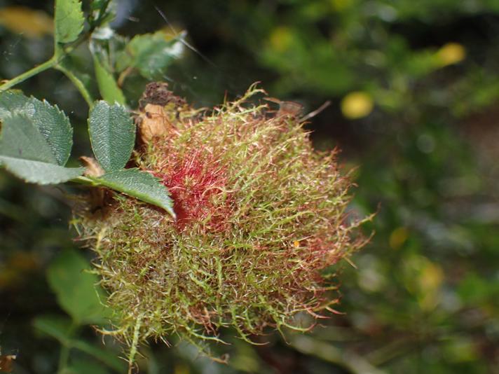 Bedeguargalhveps (Diplolepis rosae)