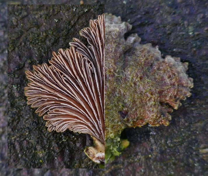 Kløvblad (Schizophyllum commune)