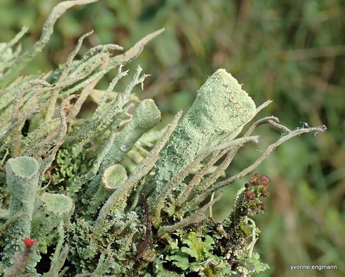 Lav ubest. (Lichenes indet.)