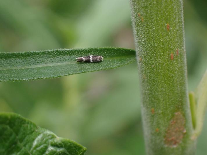Elachista albifrontella (Elachista albifrontella)