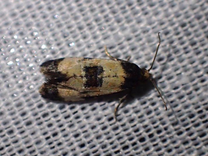 Neocochylis dubitana (Neocochylis dubitana)