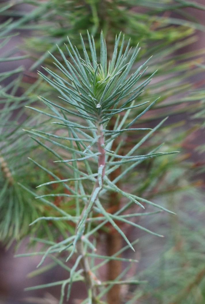 Pinje (Pinus pinea)
