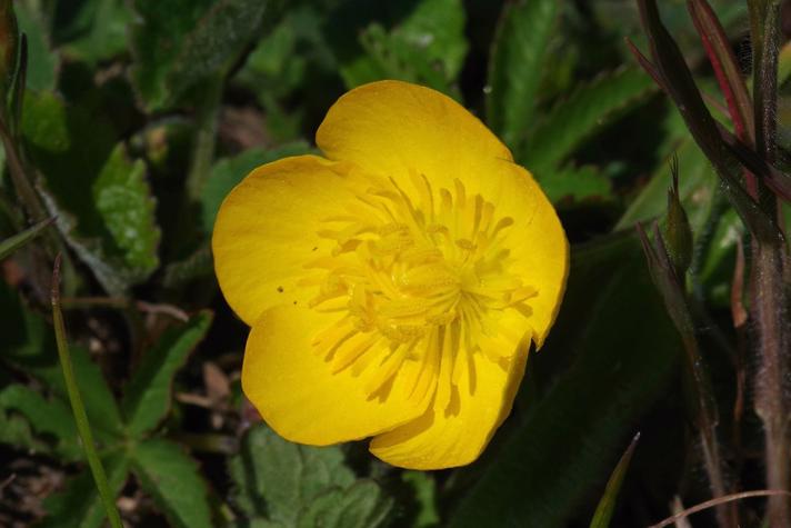 Knold-Ranunkel (Ranunculus bulbosus)