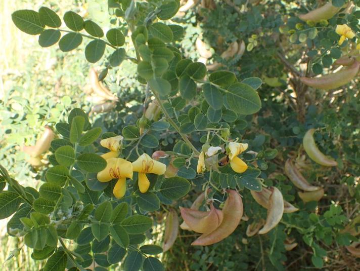 Almindelig Blærebælg (Colutea arborescens)