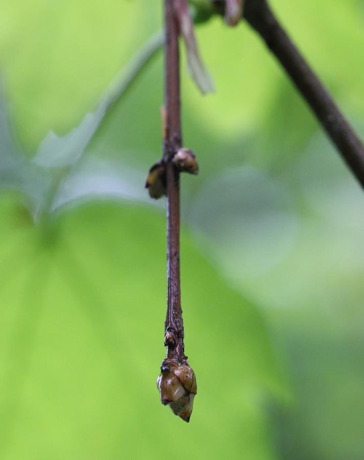 Aceria vermicularis (Aceria vermicularis)