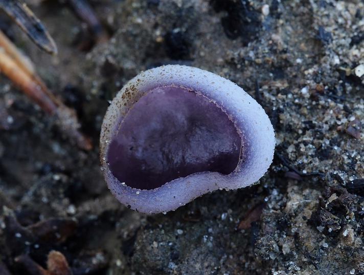 Brunviolet Bægersvamp (Peziza violacea)