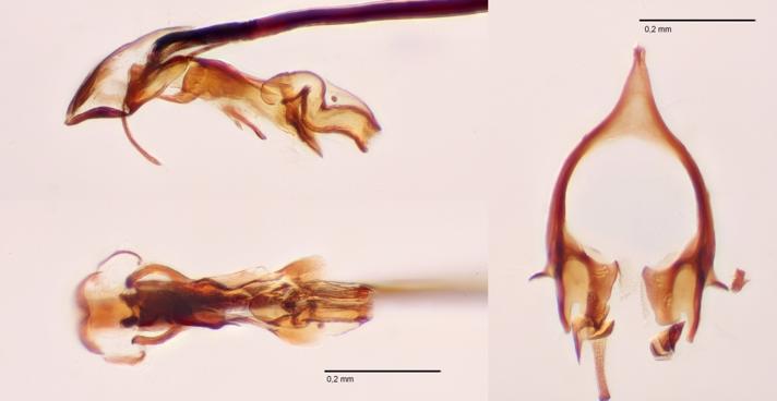 Agromyza hendeli