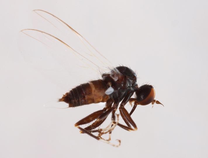 Rhamphomyia albitarsis (Rhamphomyia albitarsis)