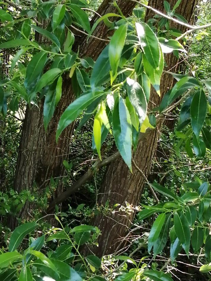 Femhannet Pil x Mandel-Pil (Salix pentandra x triandra)
