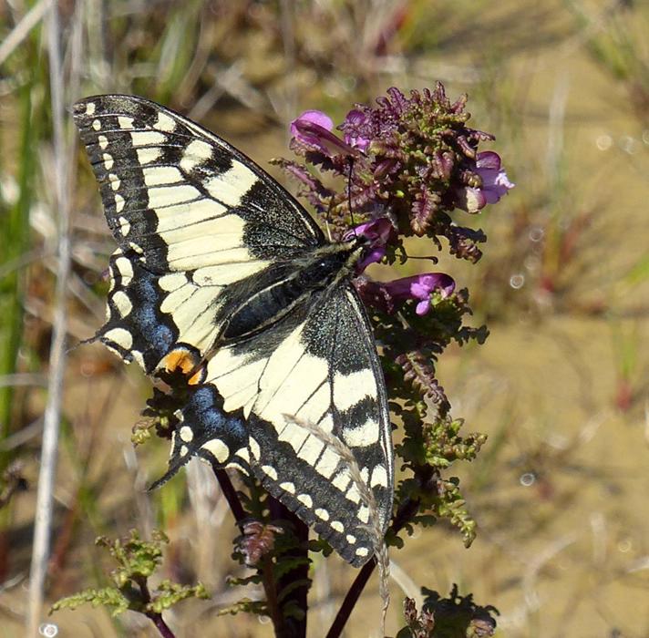 Svalehale (Papilio machaon)