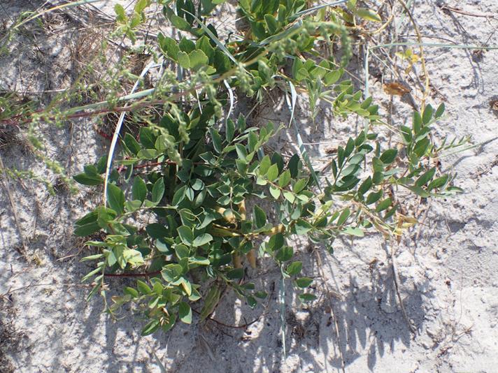 Strand-Fladbælg (Lathyrus japonicus ssp. maritimus var. maritimus)