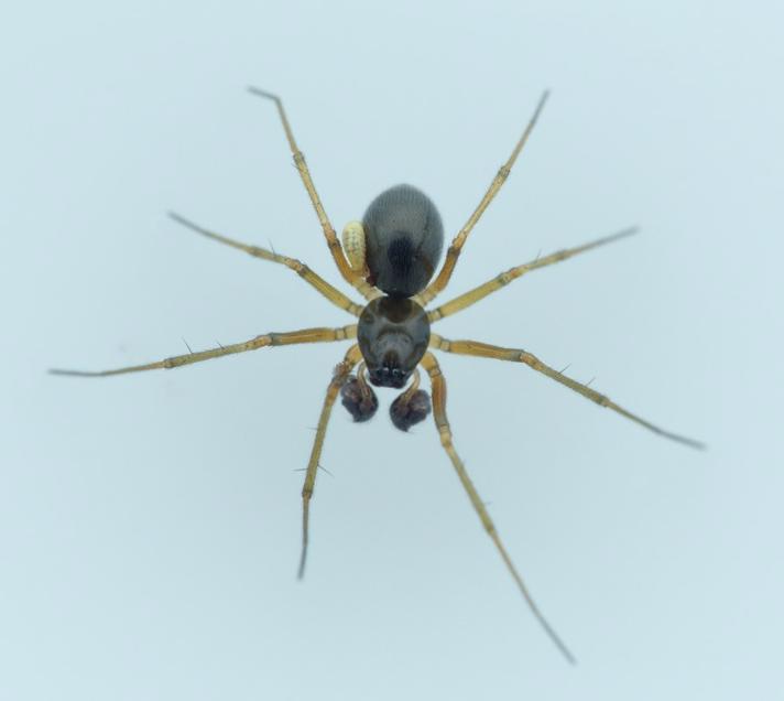 Bathyphantes approximatus