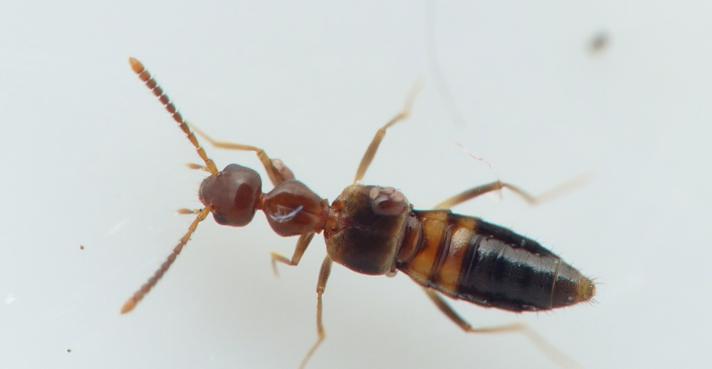 Myrmecocephalus concinnus