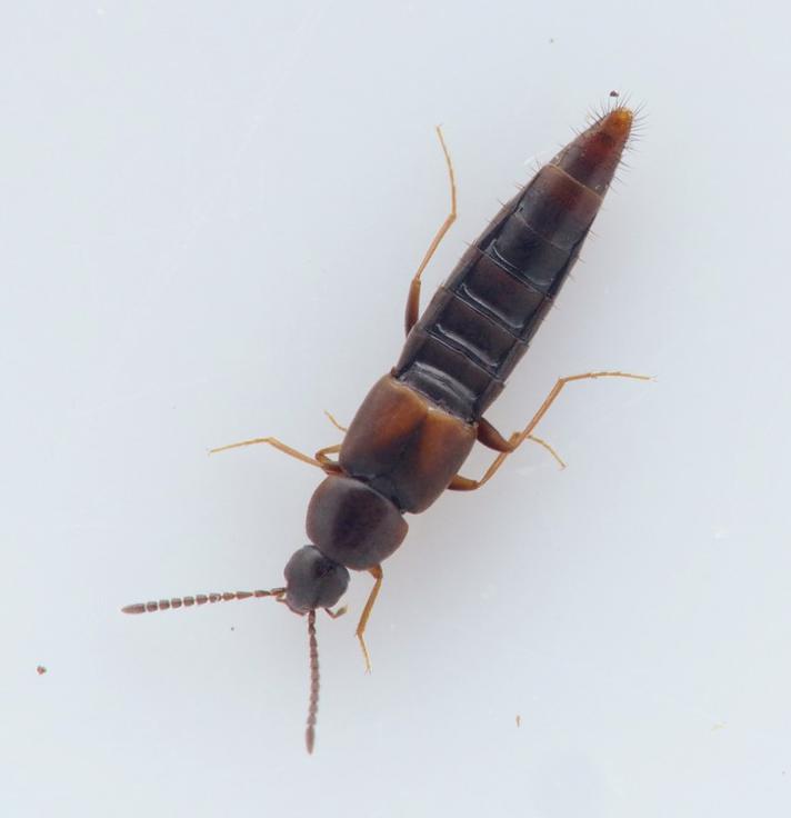 Oxypoda longipes