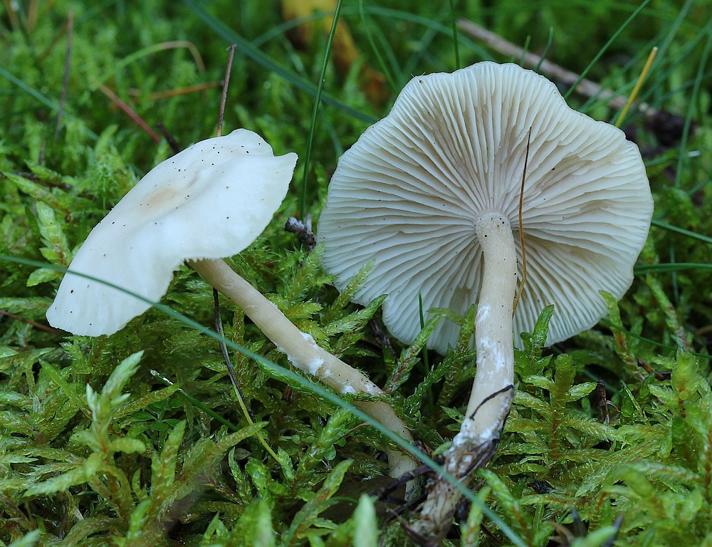 Vellugtende Tragthat (Clitocybe fragrans)