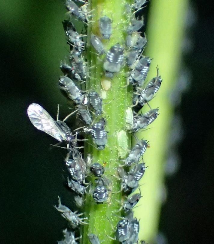 Pilegulerodsbladlus (Cavariella aegopodii)
