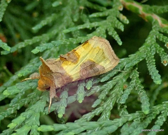 Udelt Messingugle (Diachrysia stenochrysis)