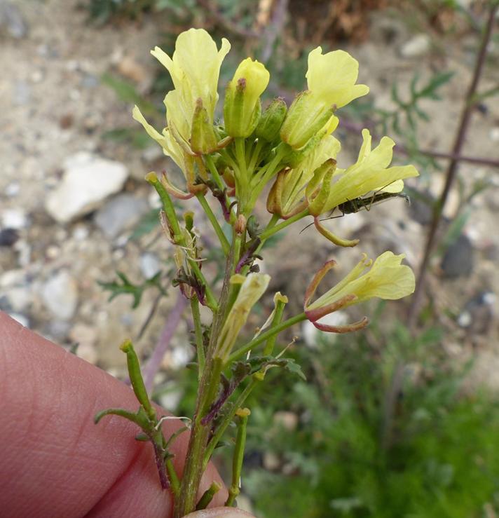 Svinesennep (Erucastrum gallicum)