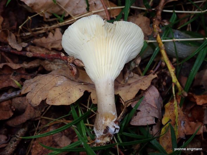 Køllefod (Ampulloclitocybe clavipes)