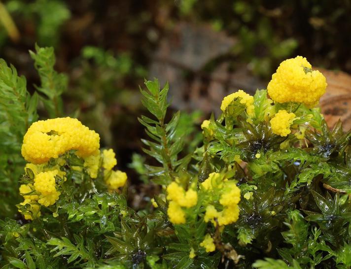 Physarum virescens