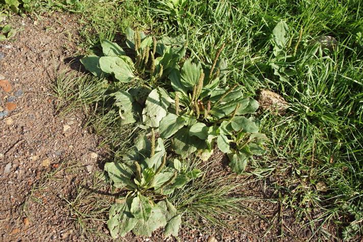 Glat Vejbred (Plantago major ssp. major)