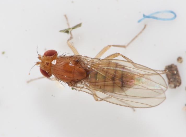 Drosophila sp. (Drosophila sp.)