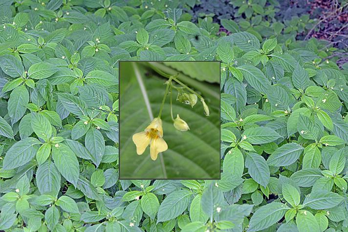 Småblomstret Balsamin (Impatiens parviflora)