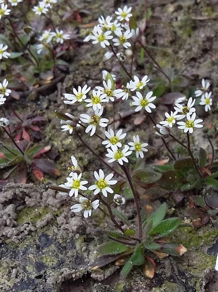 Vår Gæslingeblomst Observation Nb 2180200 Naturbasen