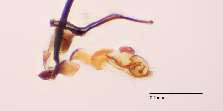 Ophiomyia pulicaria