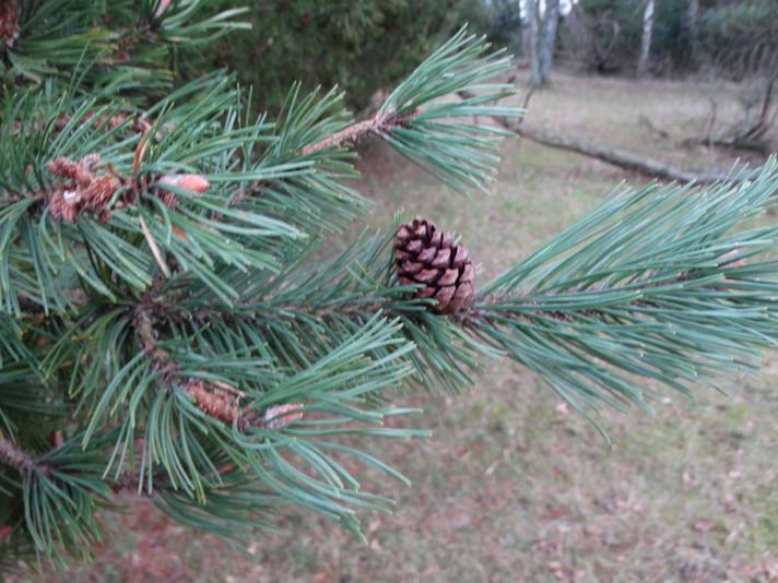 Bjerg-Fyr (Pinus mugo)