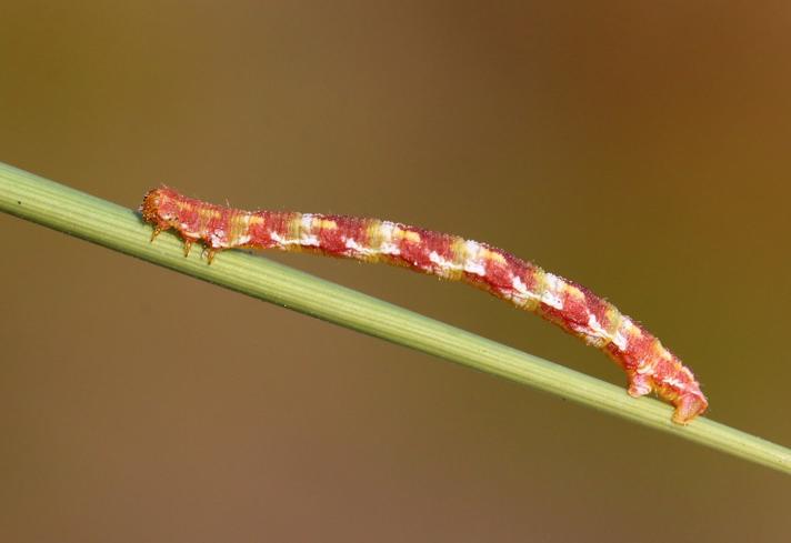 Smalvinget Lyngdværgmåler (Eupithecia nanata)