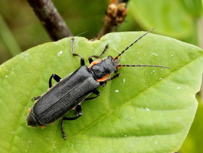 Cantharis obscura (Cantharis obscura)