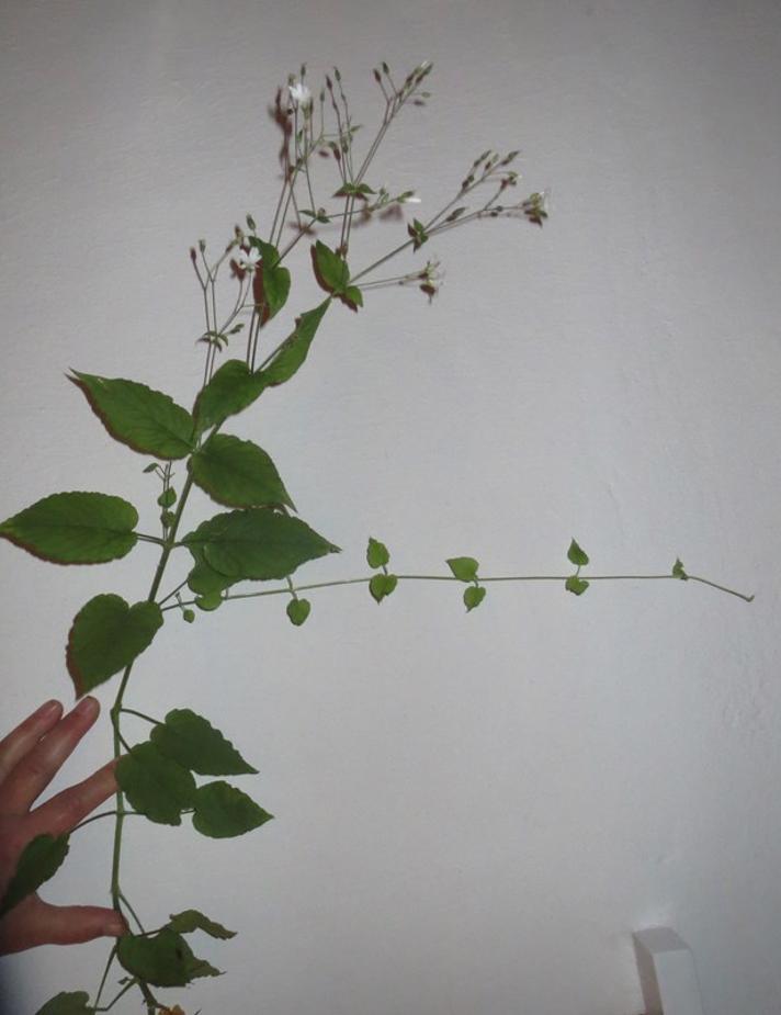 Sydlig Lund-Fladstjerne (Stellaria nemorum ssp. montana)