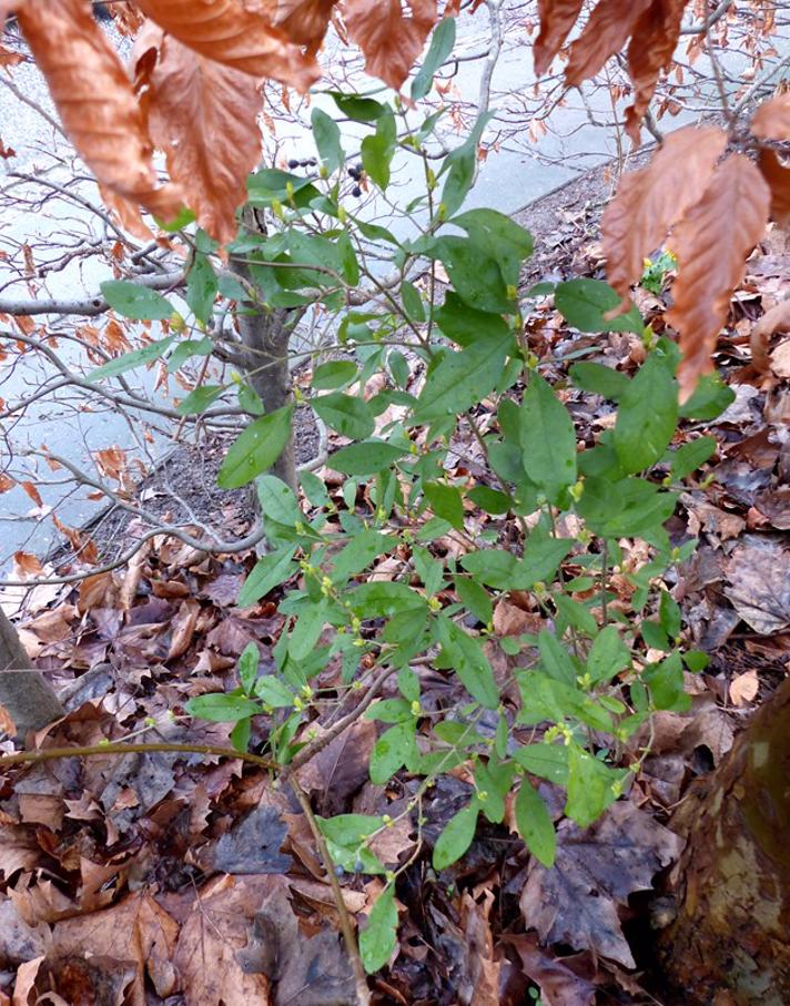Storbladet Liguster (Ligustrum ovalifolium)