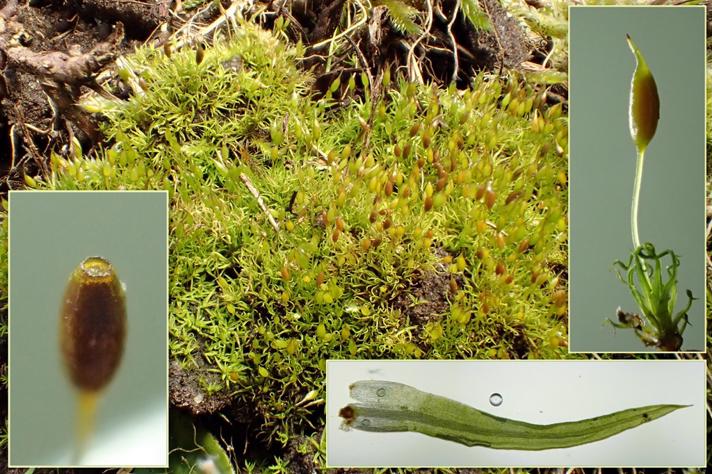 Tykvægget Hindemund (Weissia brachycarpa)