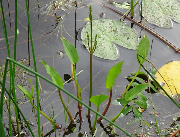 Vejbred-Skeblad (Alisma plantago-aquatica)