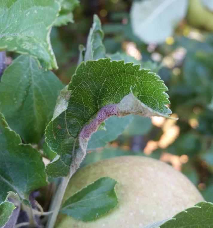 Æblebladgalmyg