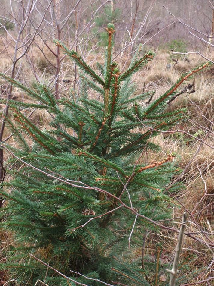 Almindelig Rød-Gran (Picea abies ssp. abies)